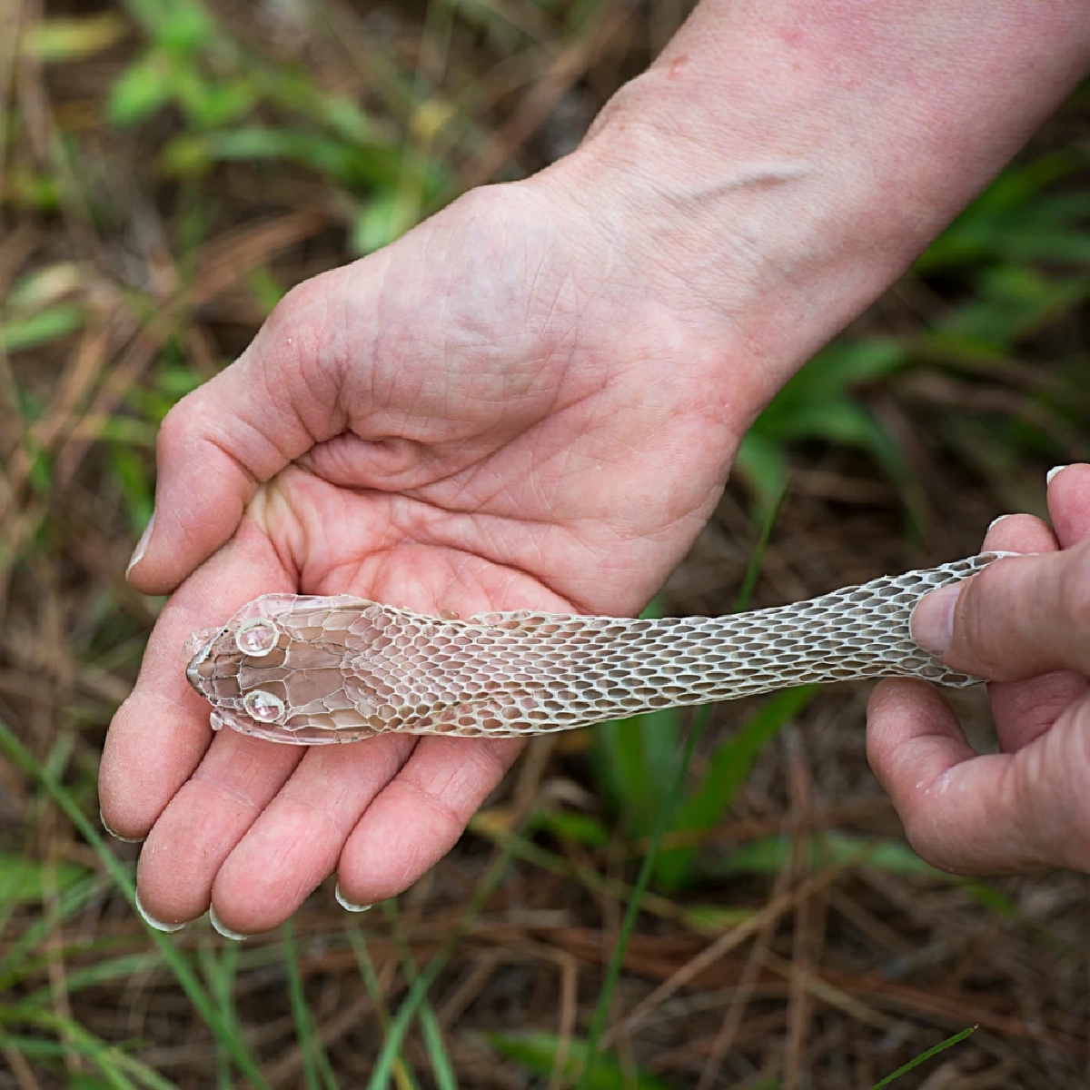7 สัญญาณเตือน “งูอยู่ใกล้บ้าน” รู้ไว้ป้องกันอันตรายก่อนเกิดเหตุ