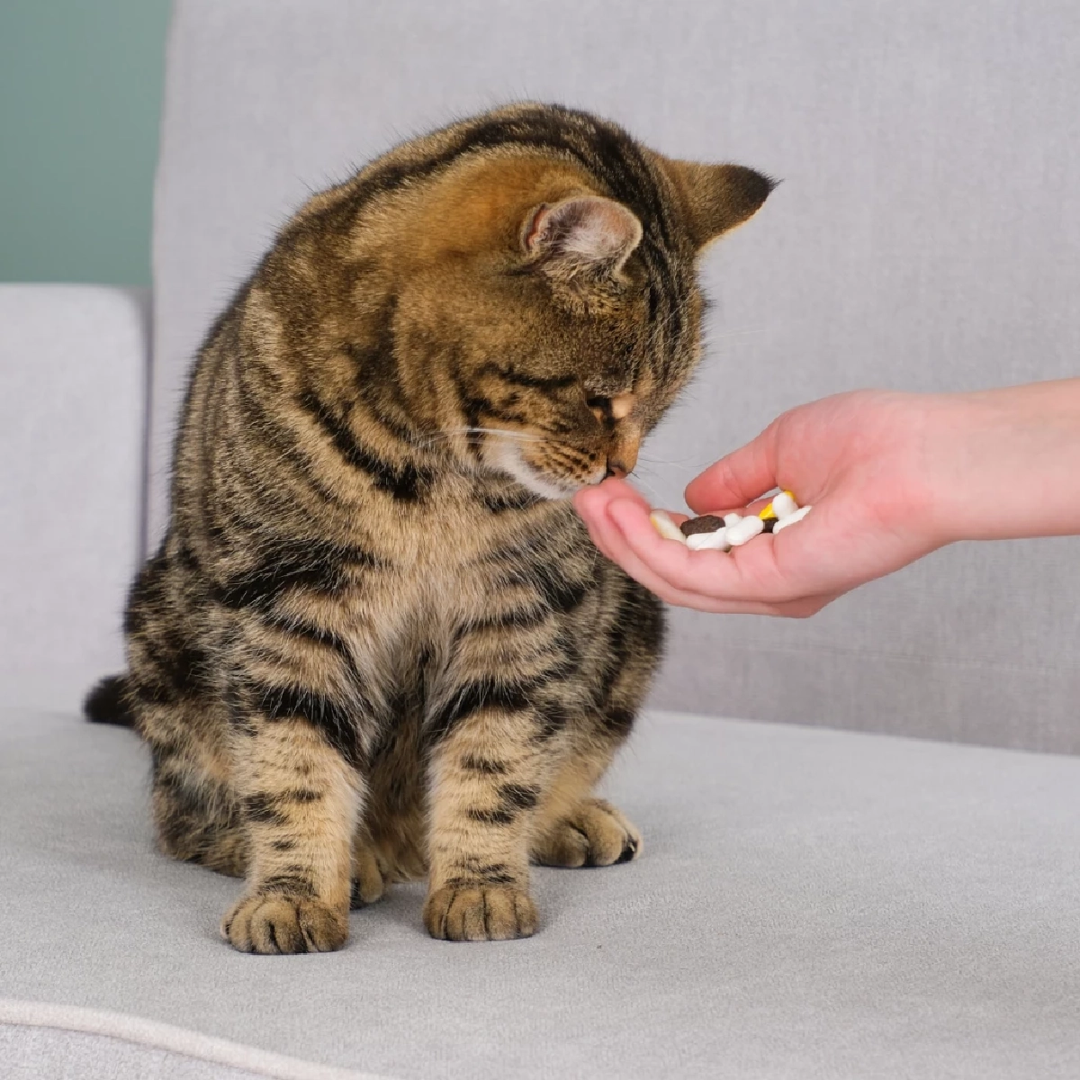 ทุกบ้านใช้ได้ เทคนิคป้อนยาแมวสุดง่าย ดื้อแค่ไหนก็เอาอยู่