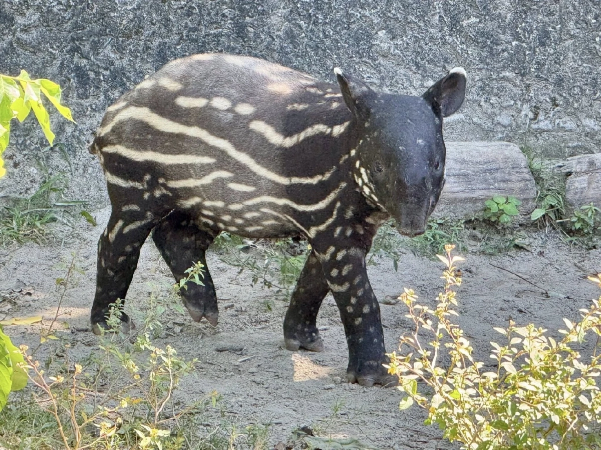 ได้ชื่อแล้ว เจ้า &quot;ลูกสมเสร็จ&quot; เกิดใหม่แห่งสวนสัตว์เปิดเขาเขียว