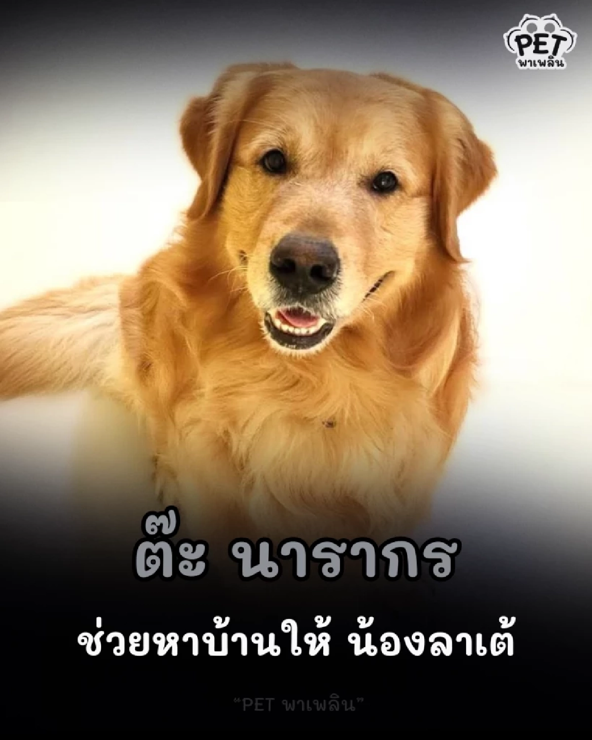 “ต๊ะ นารากร” ผู้ประกาศข่าวชื่อดัง โพสต์ช่วยหาบ้านใหม่ให้ลาเต้