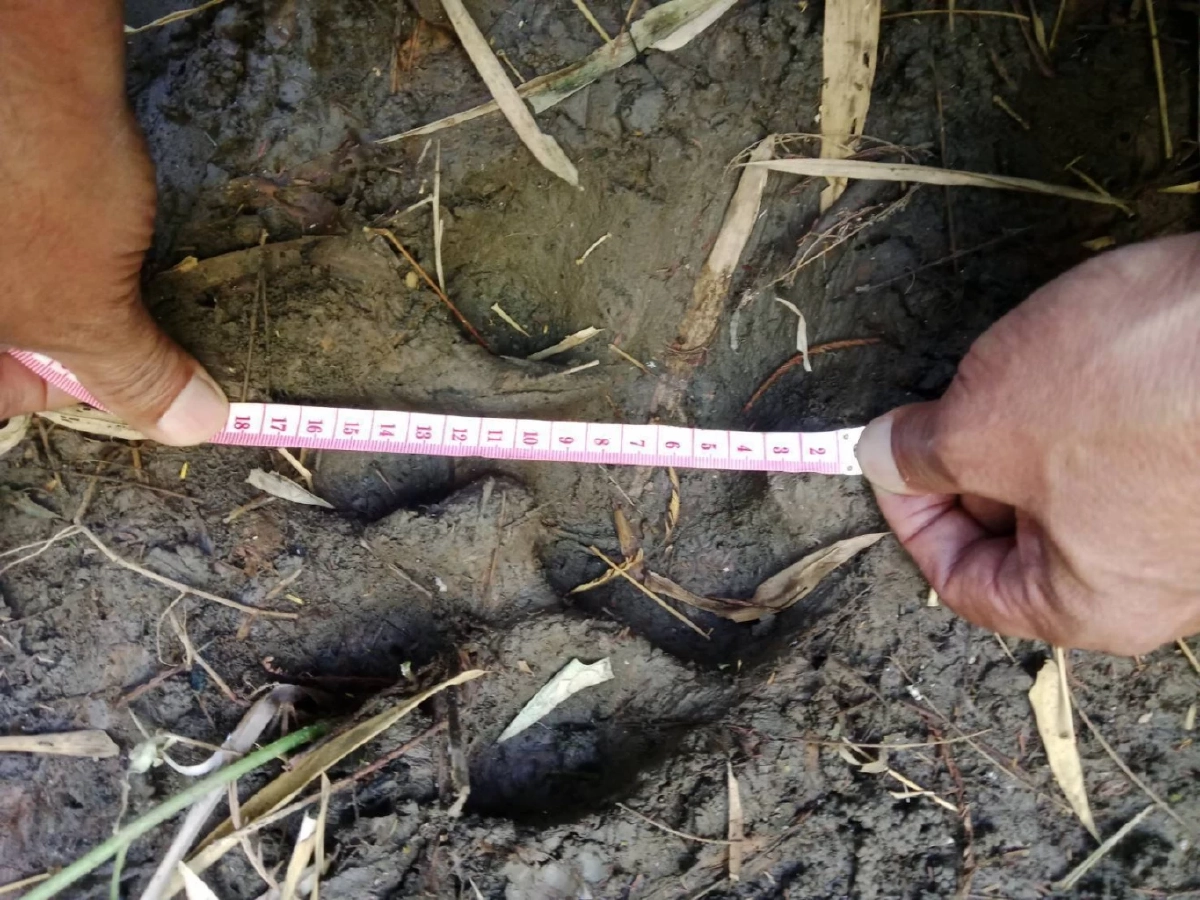 พบร่องรอยเสือโคร่งขนาดใหญ่ใกล้ป่าชุมชนแม่กึ๊ดหลวง จังหวัดตาก