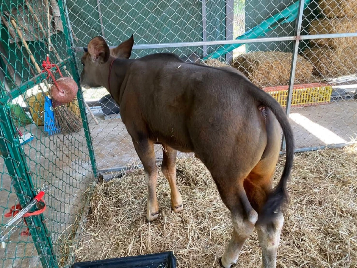 ลูกกระทิงพลัดหลงน้ำหนักเพิ่มเกือบเท่าตัว สุขภาพดีต่อเนื่อง