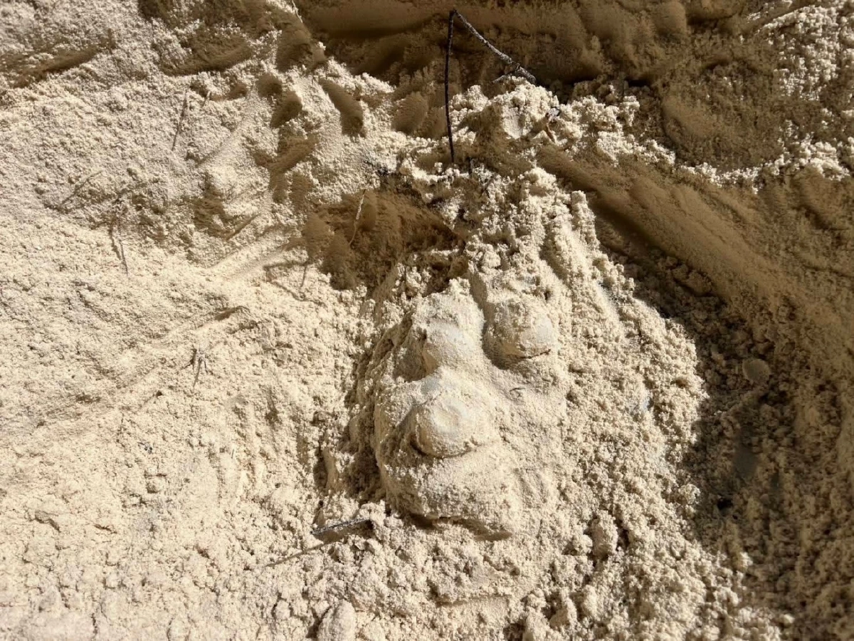 ปาฏิหาริย์ส่งท้ายปี! แม่เต่าตนุวางไข่ 99 ฟอง บนหาดลับเกาะตาชัย