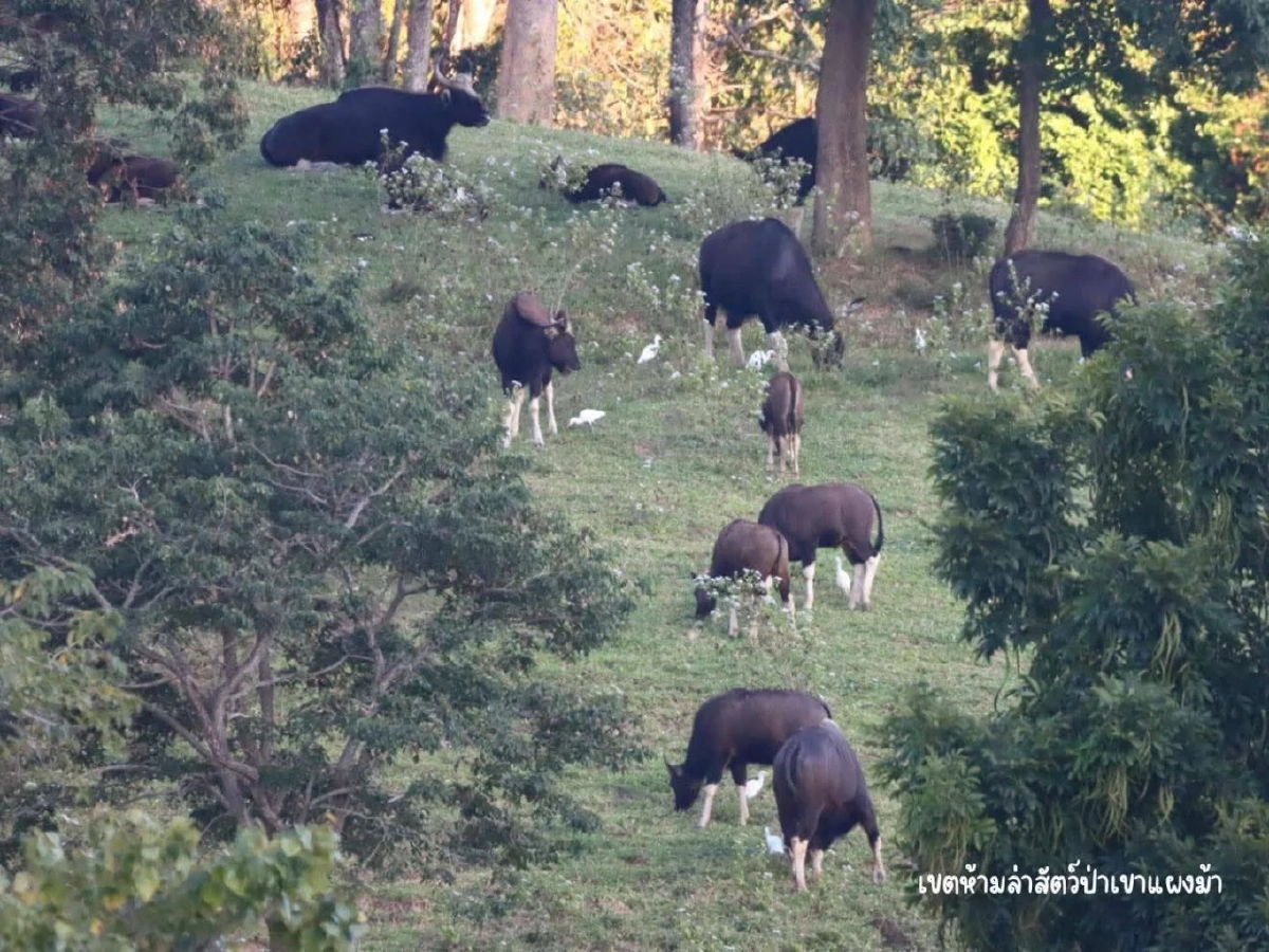 ชมกระทิงป่าใกล้ชิด ลานกางเต็นท์เขาแผงม้า ธรรมชาติสมบูรณ์