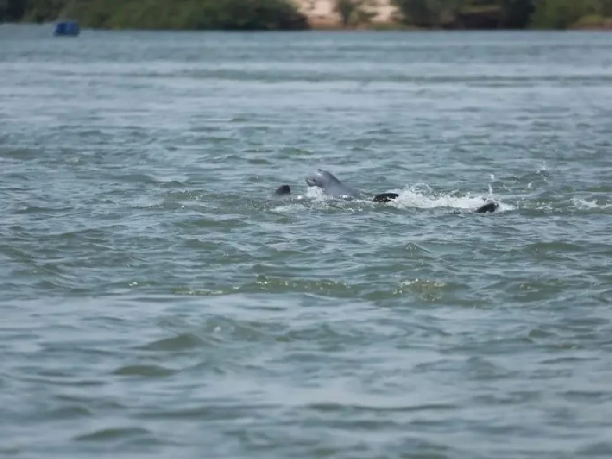 กัมพูชาพบลูกโลมาอิรวดีเกิดใหม่ ดันประชากรเป็น 112 ตัว