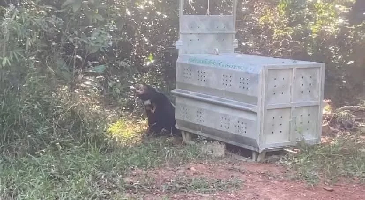 วินาทีคืนถิ่น! ปล่อยหมีหมา "แผ่นดิน" คืนป่าปางสีดา หลังฟื้นฟู 4 ปี