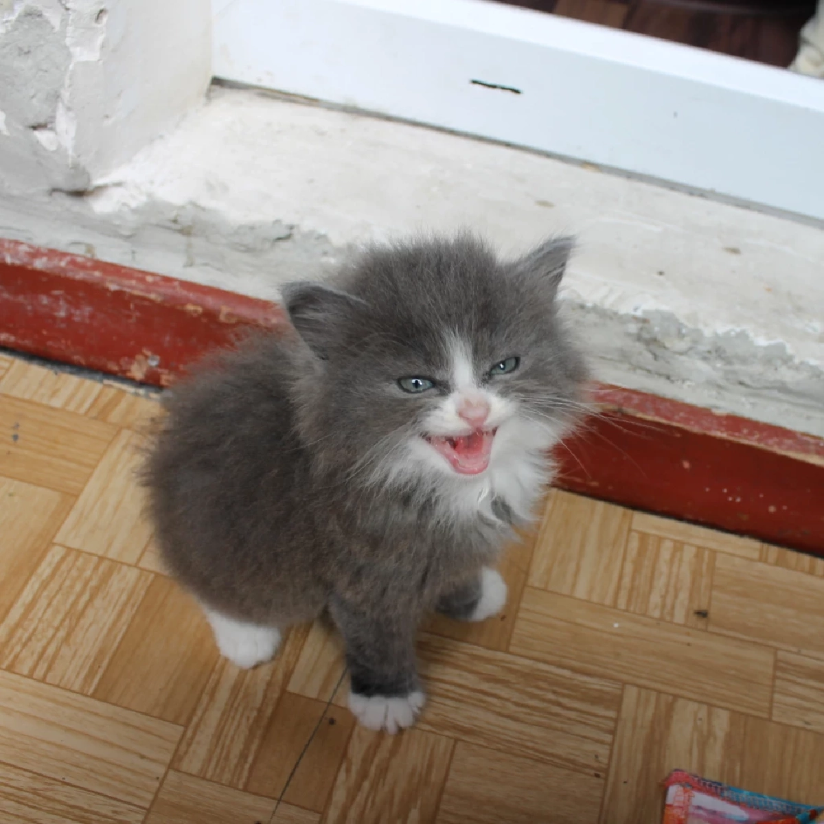 วิจัยเผยแมวร้องเรียกเจ้าของชายบ่อยกว่าหญิง 2.4 เท่า เพื่อเรียกความสนใจ