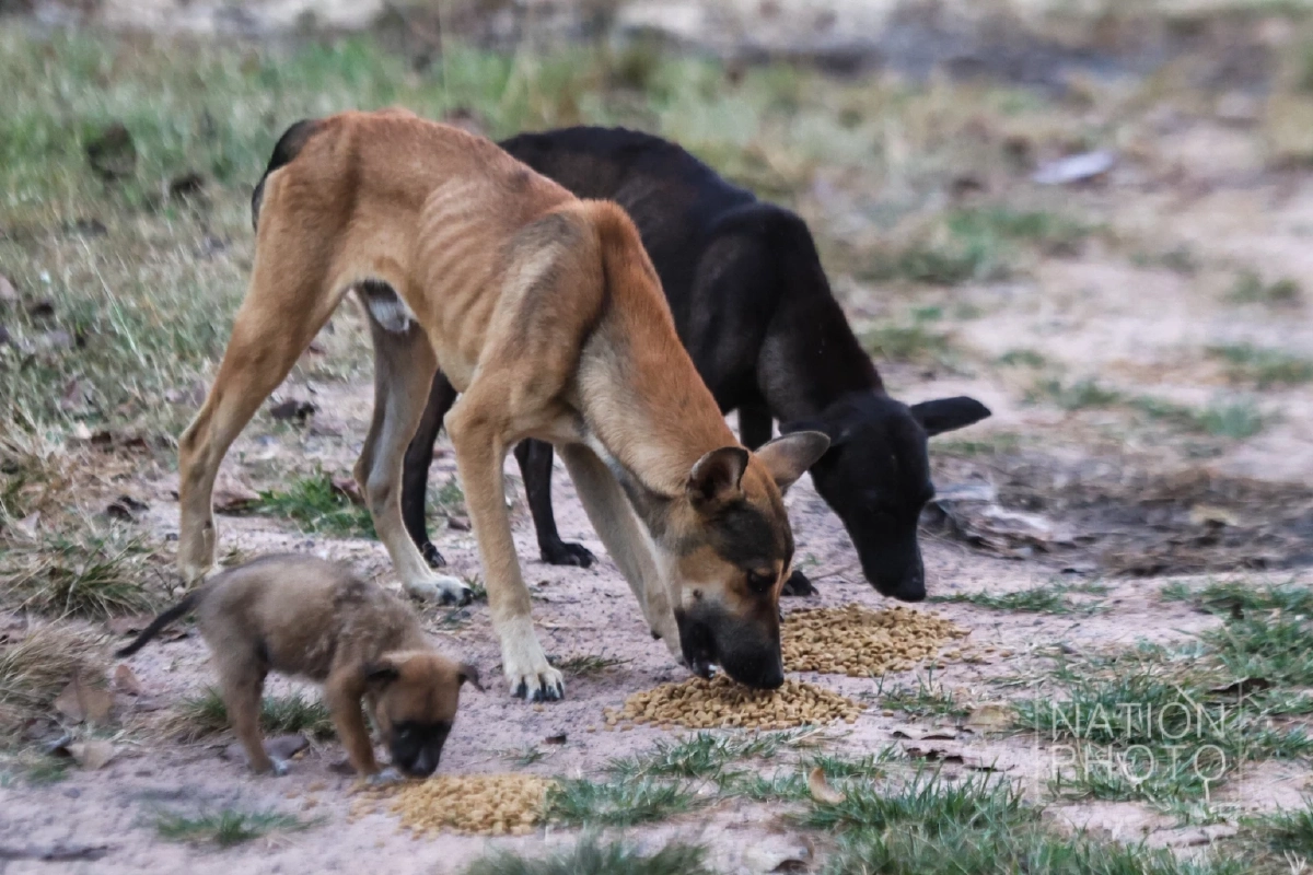 ภาพ โสภน สุเสนา (Sopon Susena)