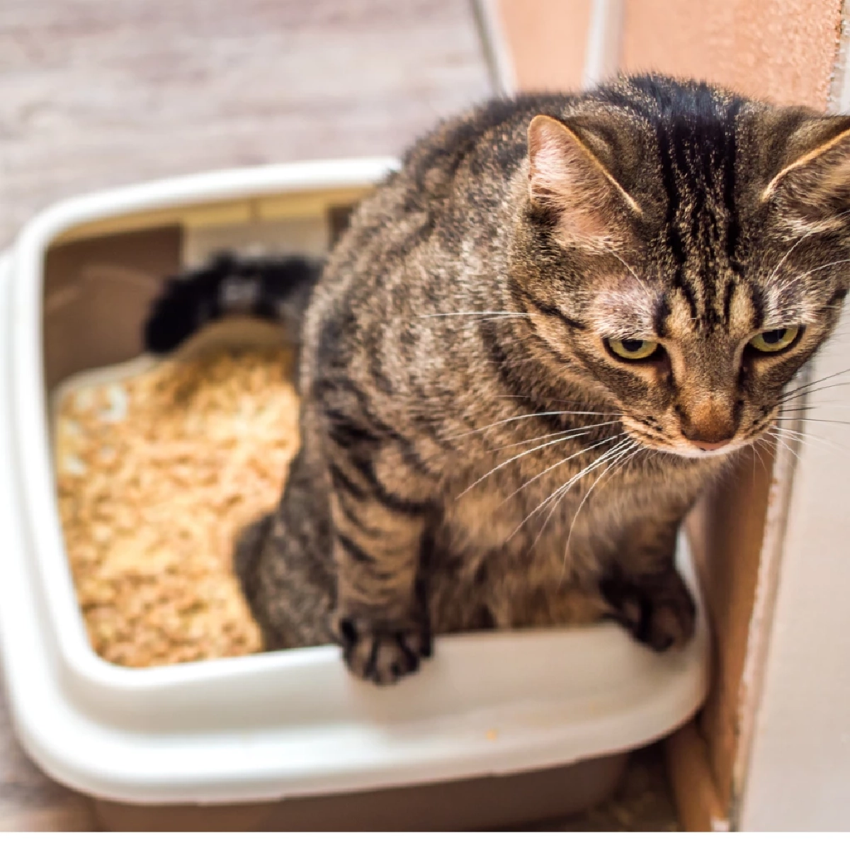 ผู้เชี่ยวชาญเตือนนิ่วในแมวพบมาก ต้องสังเกตอาการใกล้ชิด