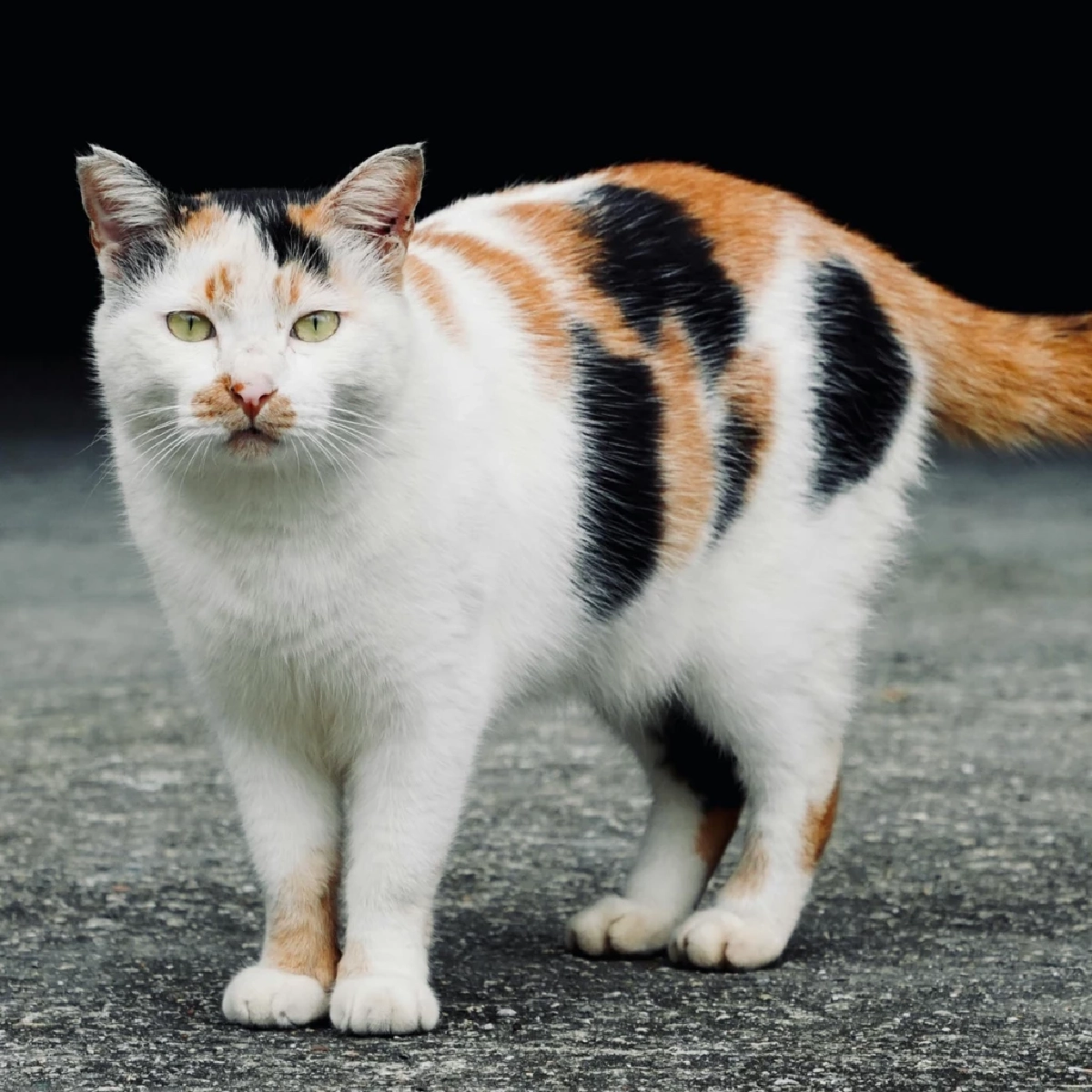 พุงห้อยแมวคืออะไร? เผยความจริงที่เจ้าของส่วนใหญ่ไม่เคยรู้