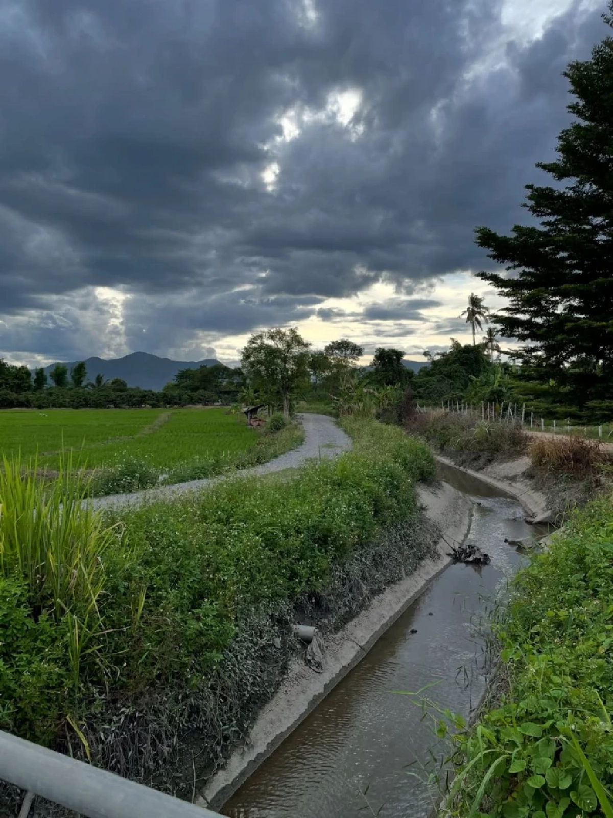  ทำเลน่าอยู่ “ซาร่า โฮเลอร์” ปล่อยที่ดินเชียงใหม่ พร้อมสวนลำไย  