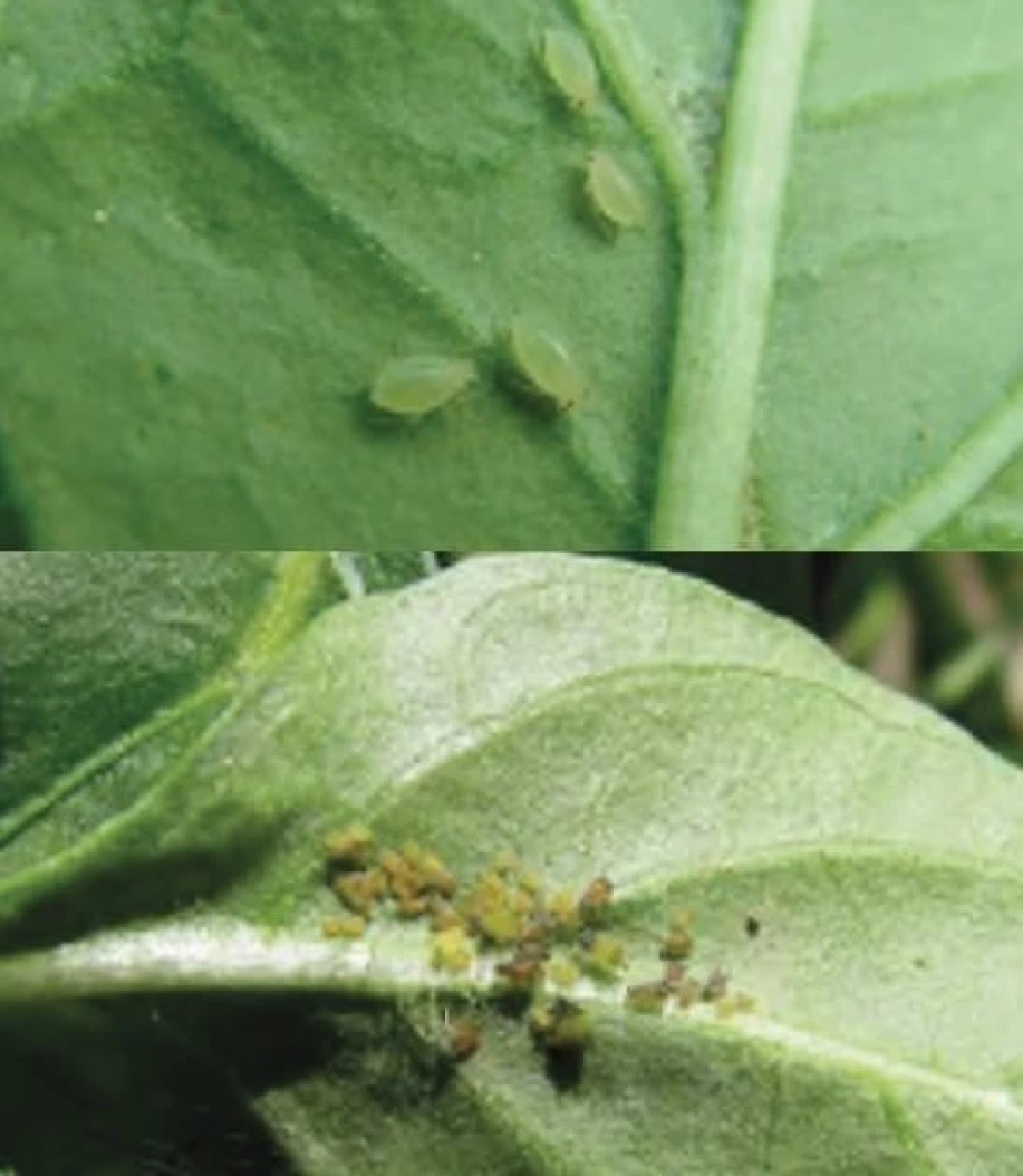 ระวัง เพลี้ยอ่อน ระบาดผักตระกูลกะหล่ำ ตัวจิ๋วแต่ร้ายสุดๆ