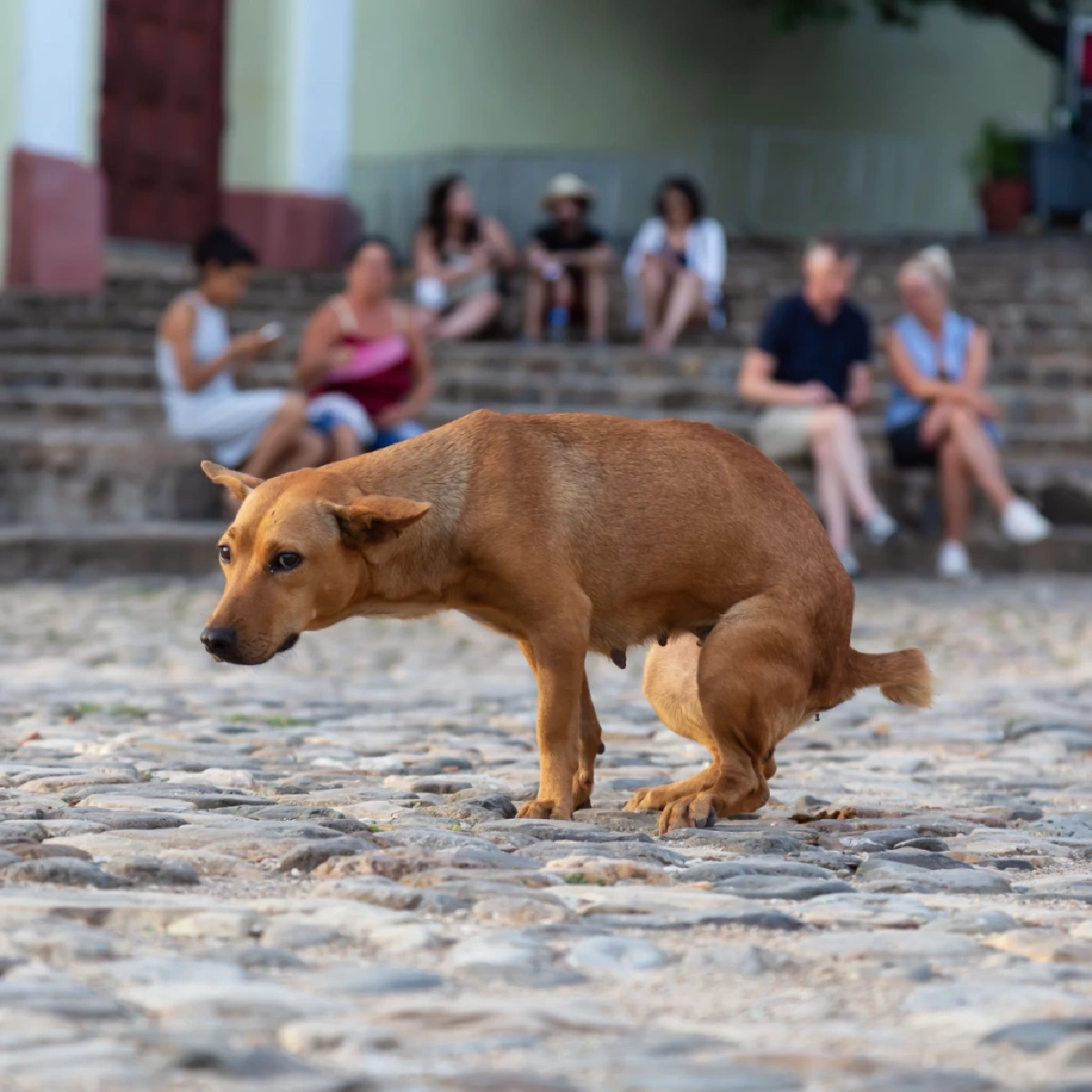 ทำไมสุนัขต้องเดินวนก่อนอึ ความลับระดับโลกที่เจ้าของไม่เคยรู้