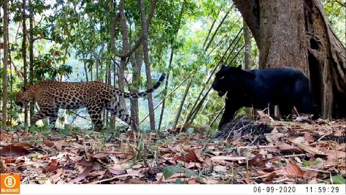 เฉาก๊วย-กล้วยไข่ เสือดำเสือดาวป่าคลองลาน ดัชนีป่าสมบูรณ์