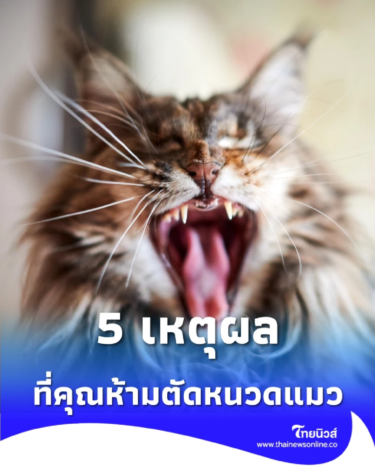 5 เหตุผลที่คุณห้ามตัดหนวดแมว เด็ดขาด ถ้าไม่อยากให้ชีวิตน้องพัง