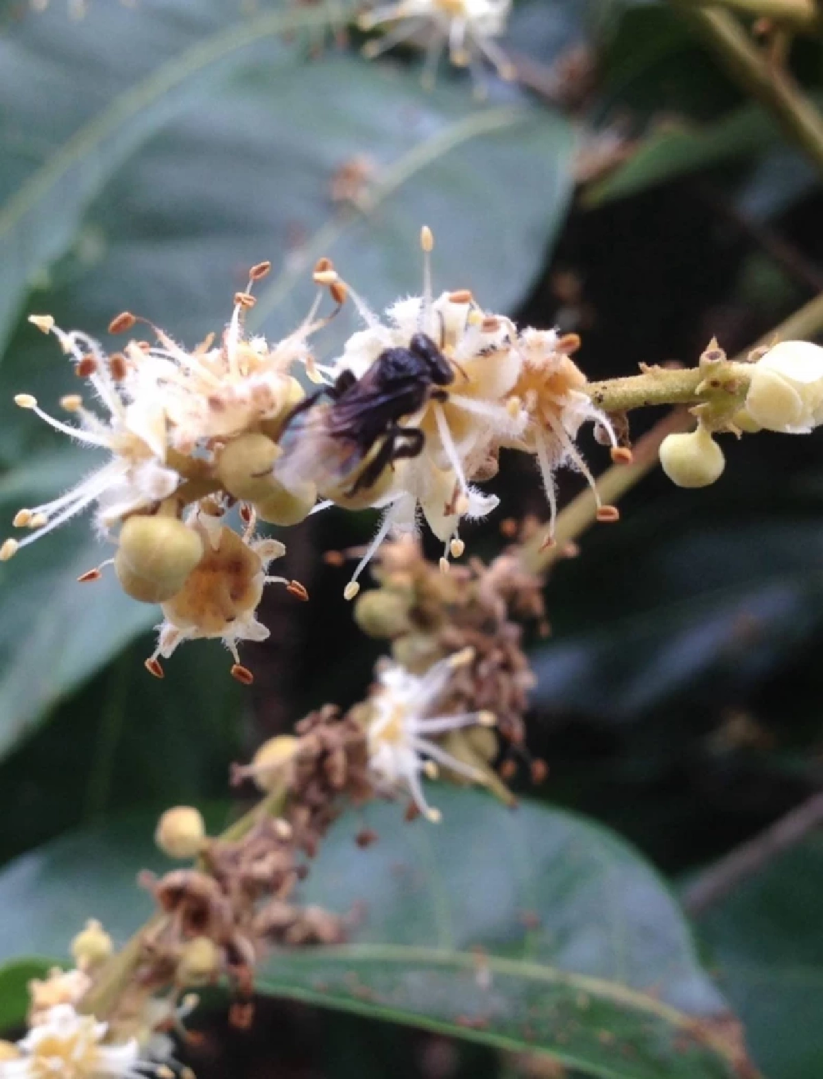 แมลงตัวจิ๋ว ปาฏิหาริย์สวนผลไม้ ผสมเกสรดี เพิ่มรายได้ชาวสวน