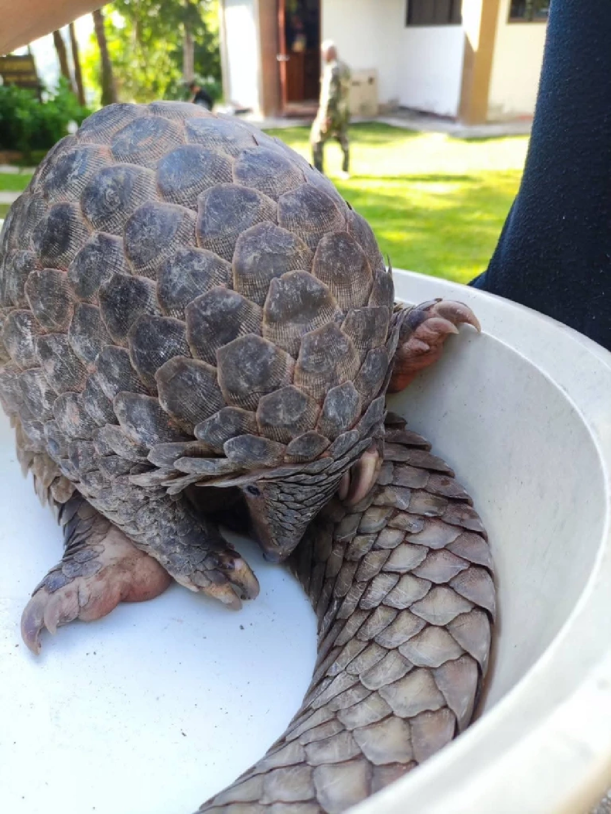 ชาวบ้านวังชิ้นช่วย "ตัวลิ่น" ยักษ์ 7.5 กก. รอดคมเขี้ยวสุนัข ส่งคืนป่าเวียงโกศัย