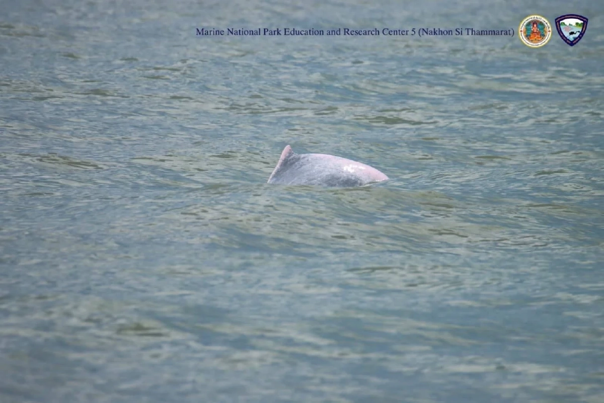 นาทีประทับใจ! พบแม่ลูกโลมาสีชมพูโผล่โชว์ตัว แต่ห่วงทัวร์รุมล้อม