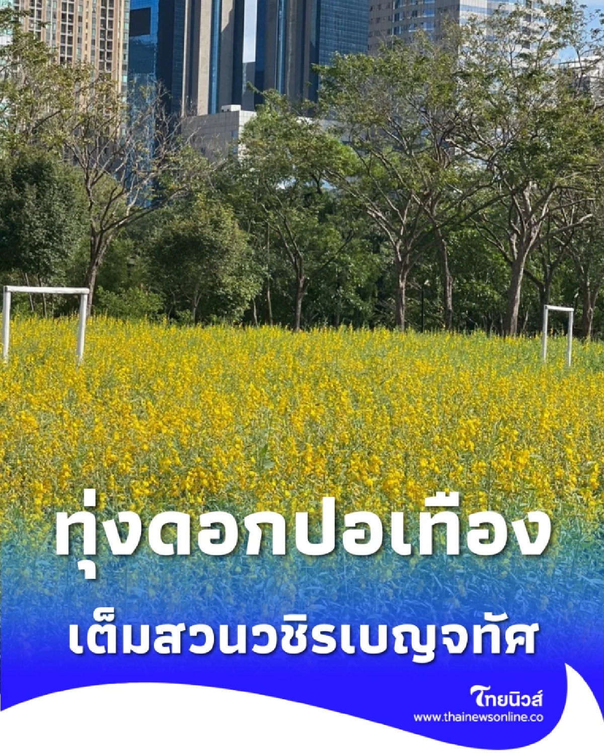 เช็กอินทุ่งปอเทือง สวนรถไฟ กว่าแสนต้น เหลืองอร่ามเต็มพื้นที่ 4 ไร่