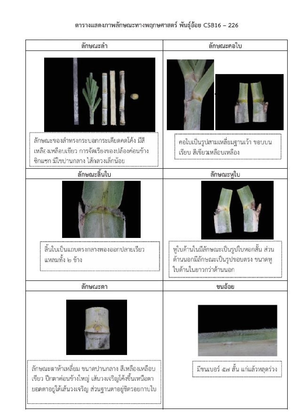 ประกาศใหม่ เพิ่มพันธุ์อ้อยแนะนำ ปลูกได้ตามท้องที่ที่กำหนด