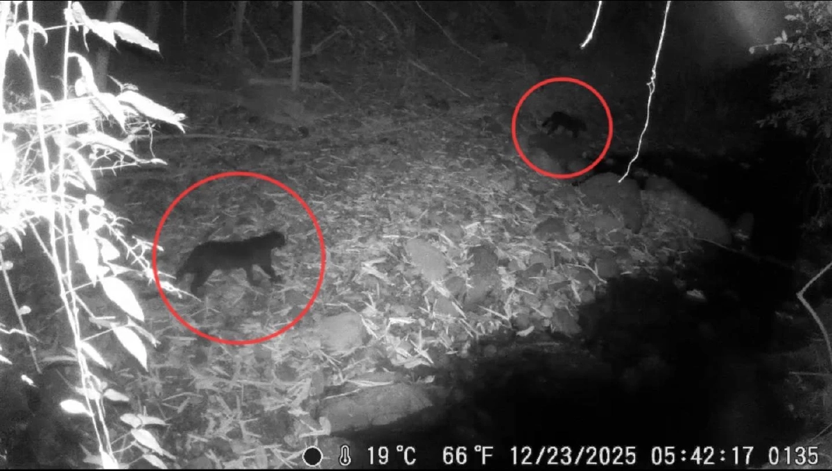 อช.แก่งกระจาน พบเสือดำ 2 ตัว ครั้งแรกที่ป่าละอู ย้ำความสมบูรณ์มรดกโลก