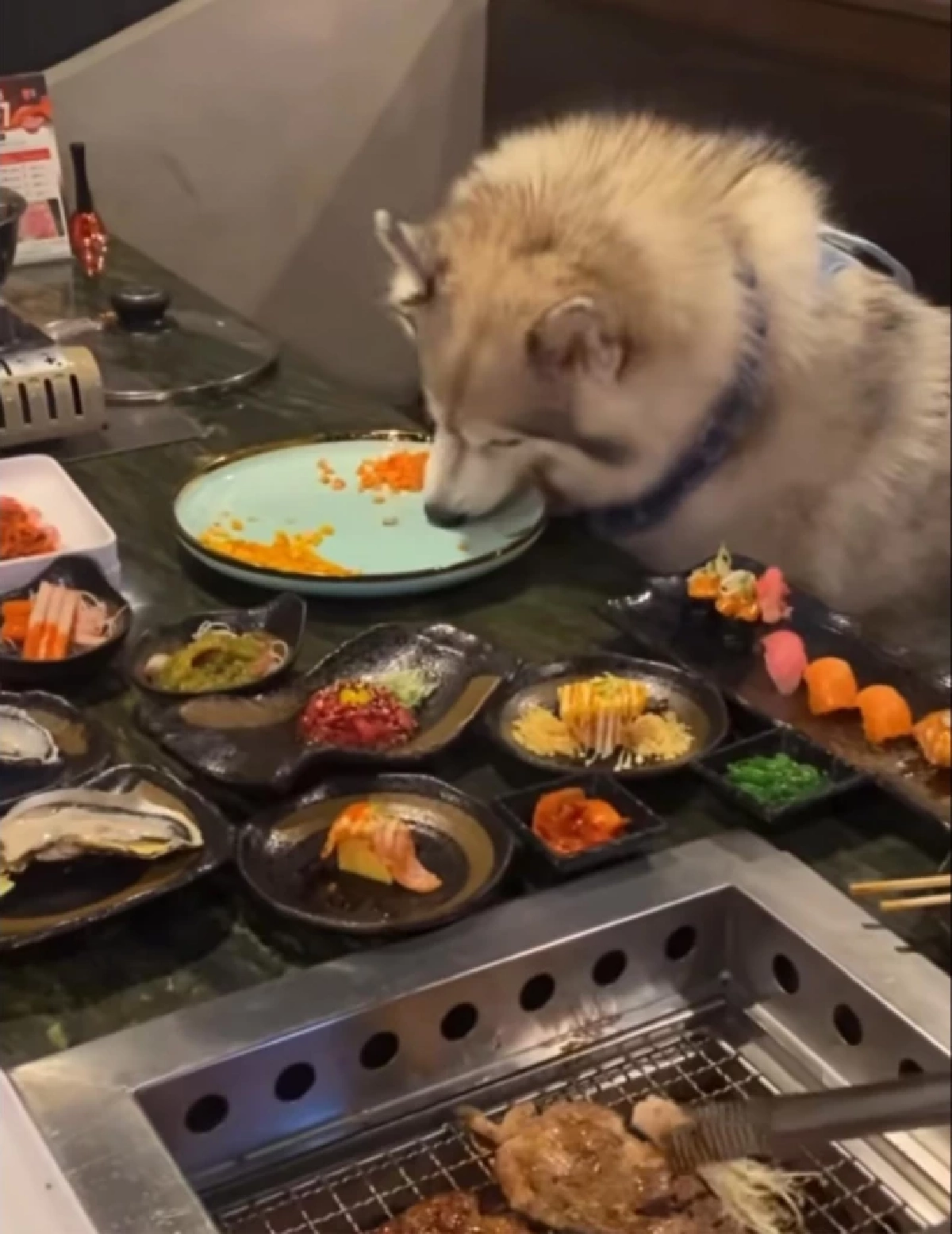 ร้านดัง แจงดราม่าสุนัขนั่งกินบุฟเฟต์ร่วมโต๊ะ งานนี้ชัดเจน