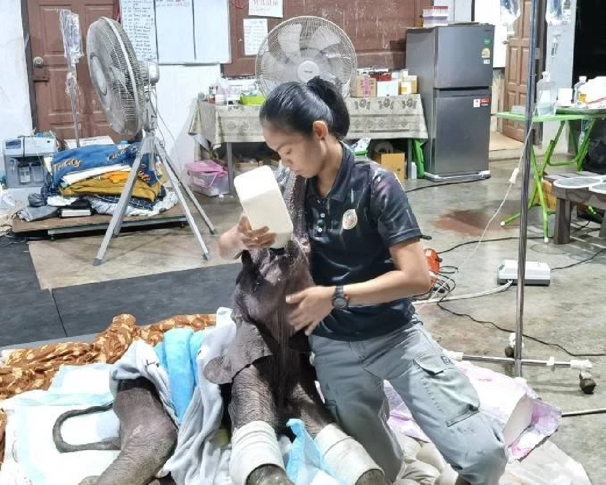 น้องข้าวต้ม ลูกช้างป่าเพศเมียอาการดีขึ้น ทีมสัตวแพทย์ดูแล