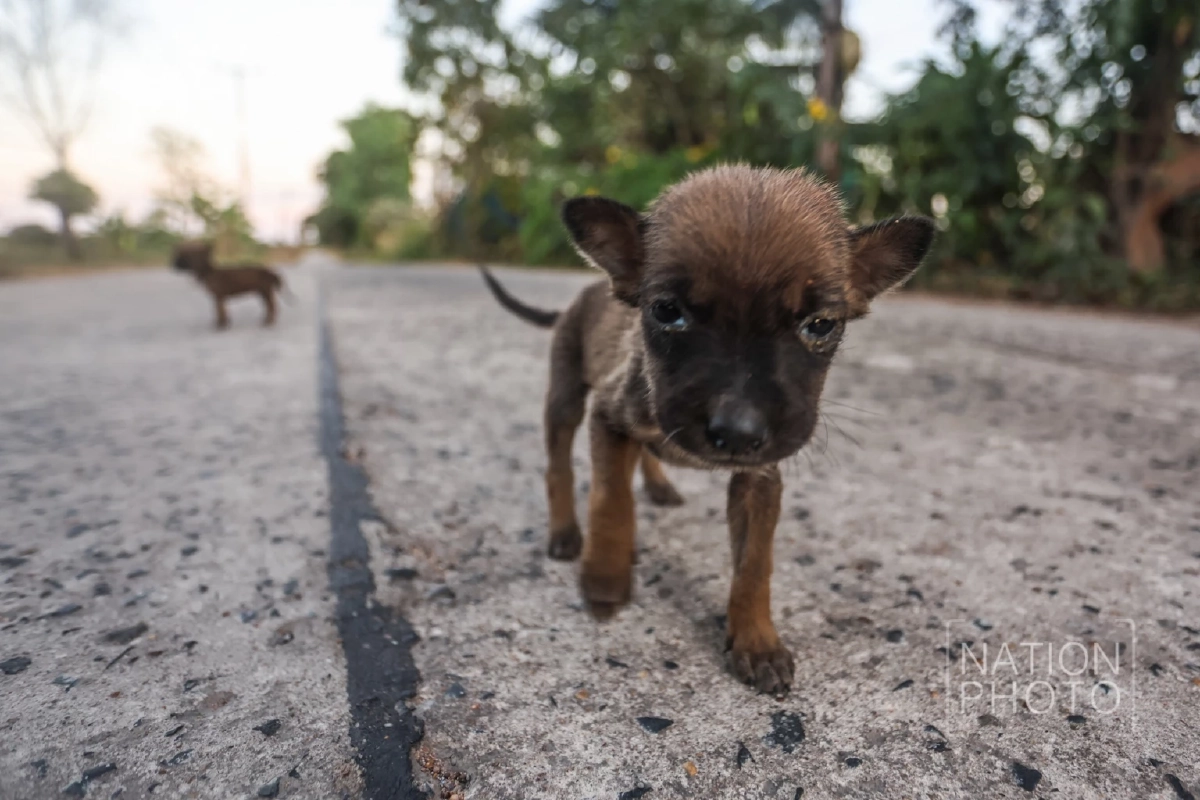 ภาพ โสภน สุเสนา (Sopon Susena)