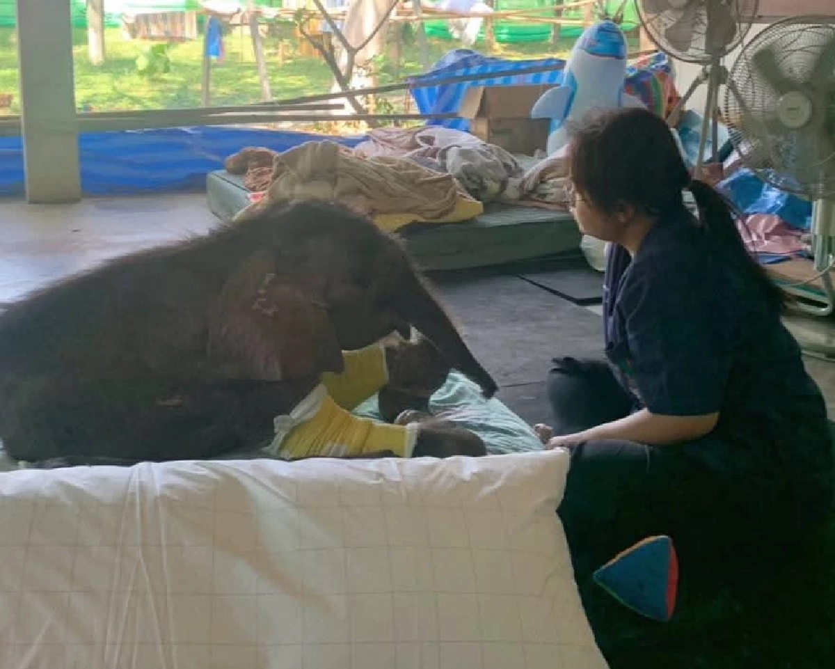 ข่าวดี พังข้าวต้มดีขึ้นต่อเนื่อง! ลูกช้างป่าเริ่มร่าเริง-กินได้มากขึ้น