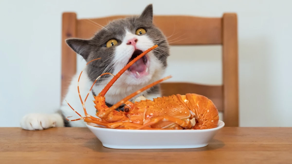 อาหารอันตรายที่คนมักเผลอให้หมา-แมวกิน เสี่ยงป่วยรุนแรง