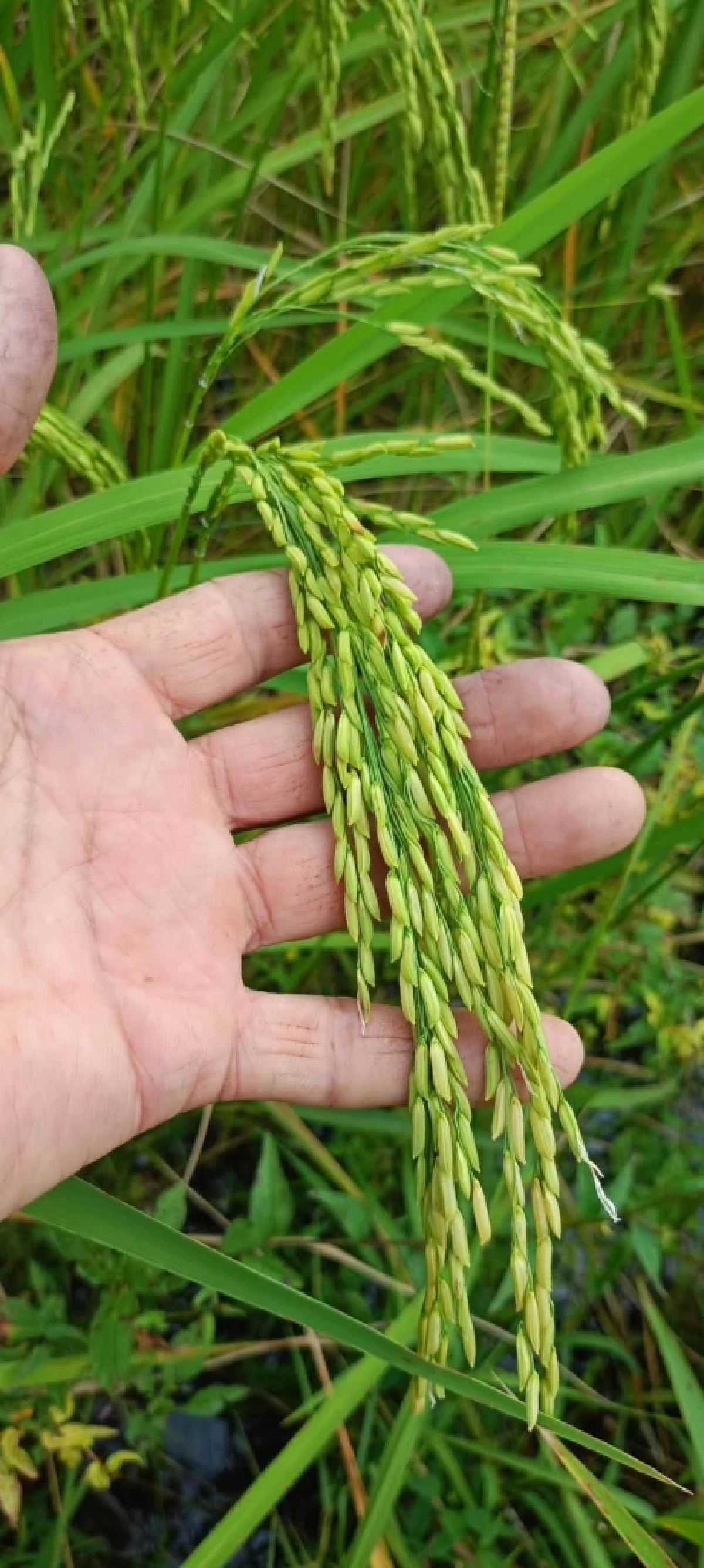 สศท.4 ปั้น ข้าวเขียวหยก ข้าวน้ำนมคุณค่าแน่น ดันเฉิดฉายเวทีโลก