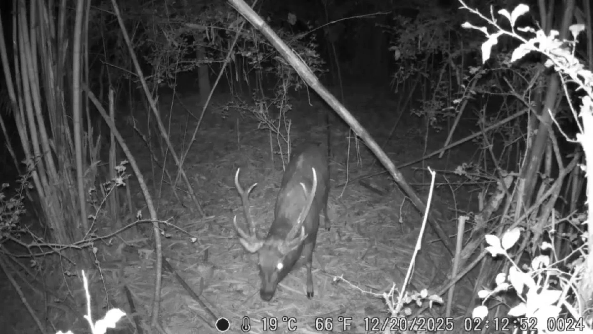 อช.แก่งกระจาน พบเสือดำ 2 ตัว ครั้งแรกที่ป่าละอู ย้ำความสมบูรณ์มรดกโลก