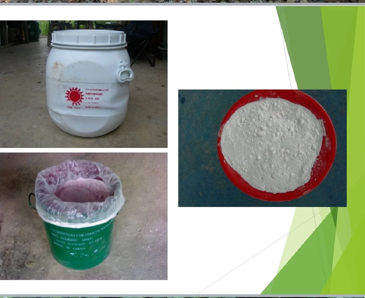 ชาวสวนควรรู้ ให้คลอเรตยังไง ลำไยถึงออกดอกสวย ใช้พลาดเสี่ยงพัง