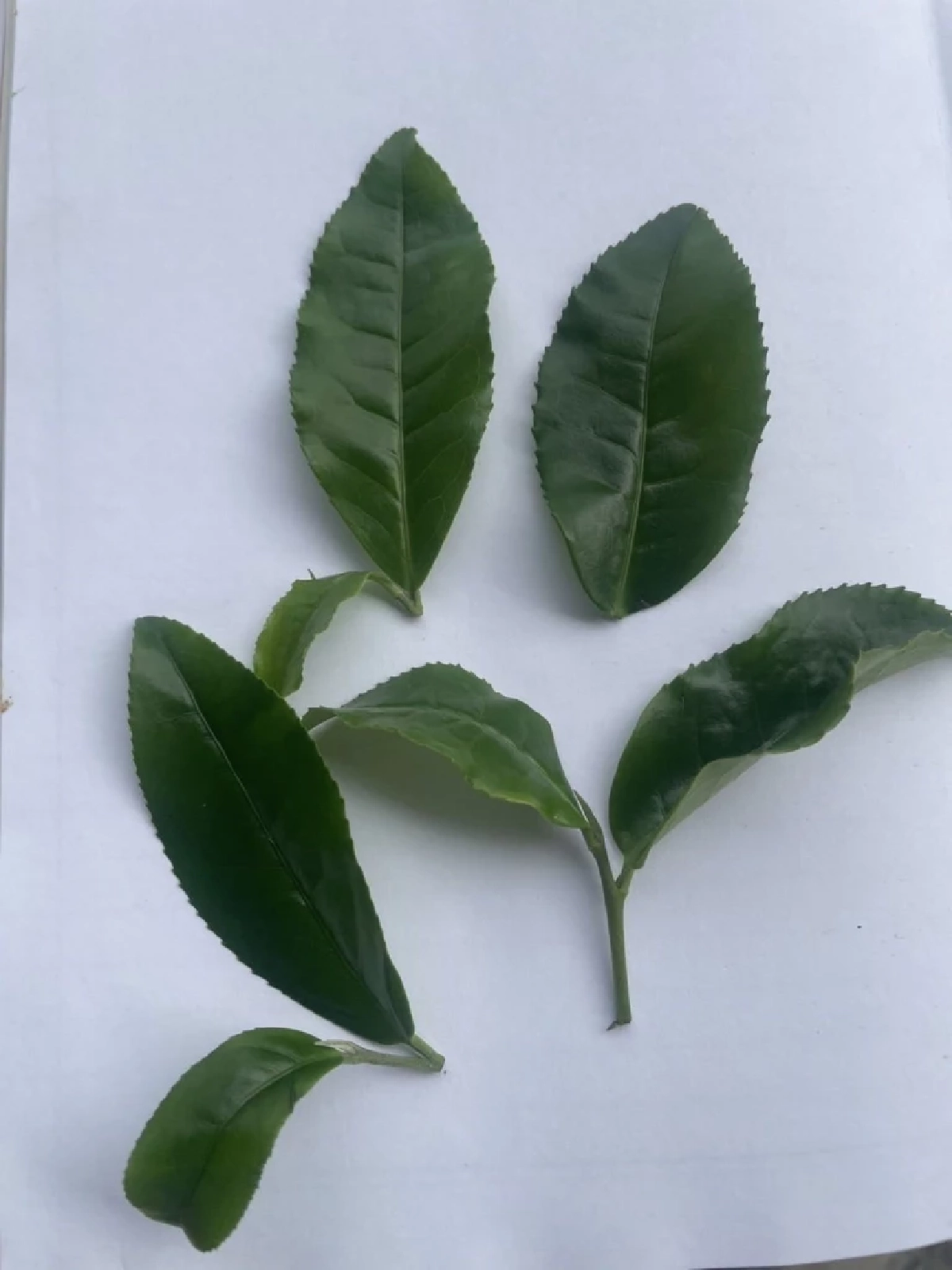 เปิดตัวชาพันธุ์ใหม่ ชากวก.เชียงใหม่ 1 ดันดาวเด่น หอม รสละมุน