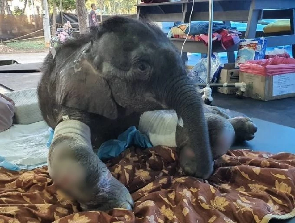 อาการล่าสุด "ข้าวต้ม" ลุกนั่งได้เองแล้ว เคลื่อนไหวว่องไวขึ้น