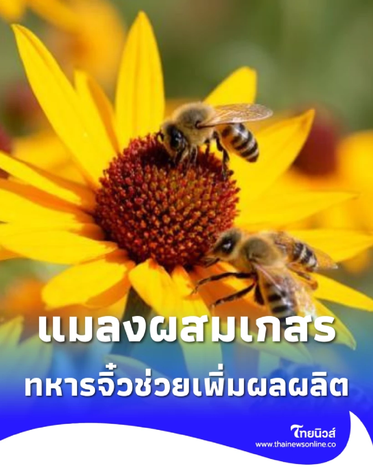 แมลงตัวจิ๋ว ปาฏิหาริย์สวนผลไม้ ผสมเกสรดี เพิ่มรายได้ชาวสวน