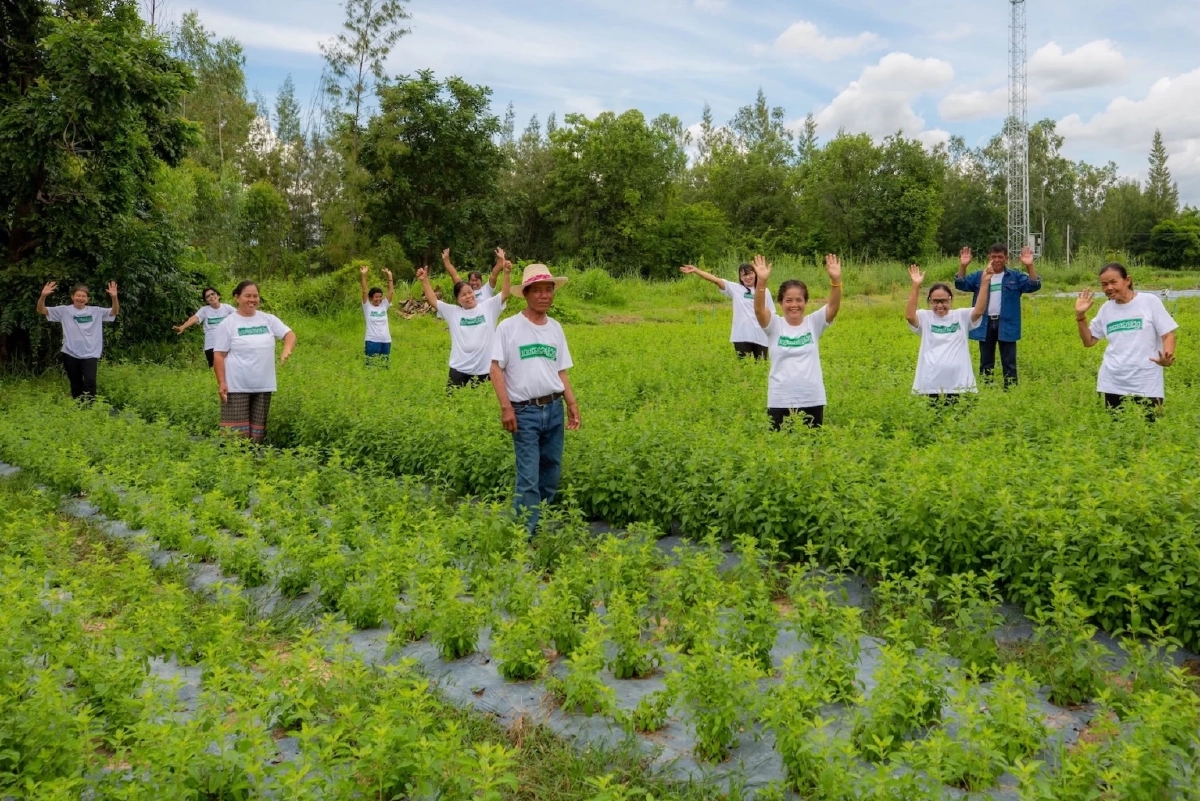 เจาะลึก"ข้าวกะเพรา"การวิจัยสายพันธุ์กะเพราป่า เบื้องหลังความอร่อยข้าวกล่องถาดสีแดงซีพีแรม