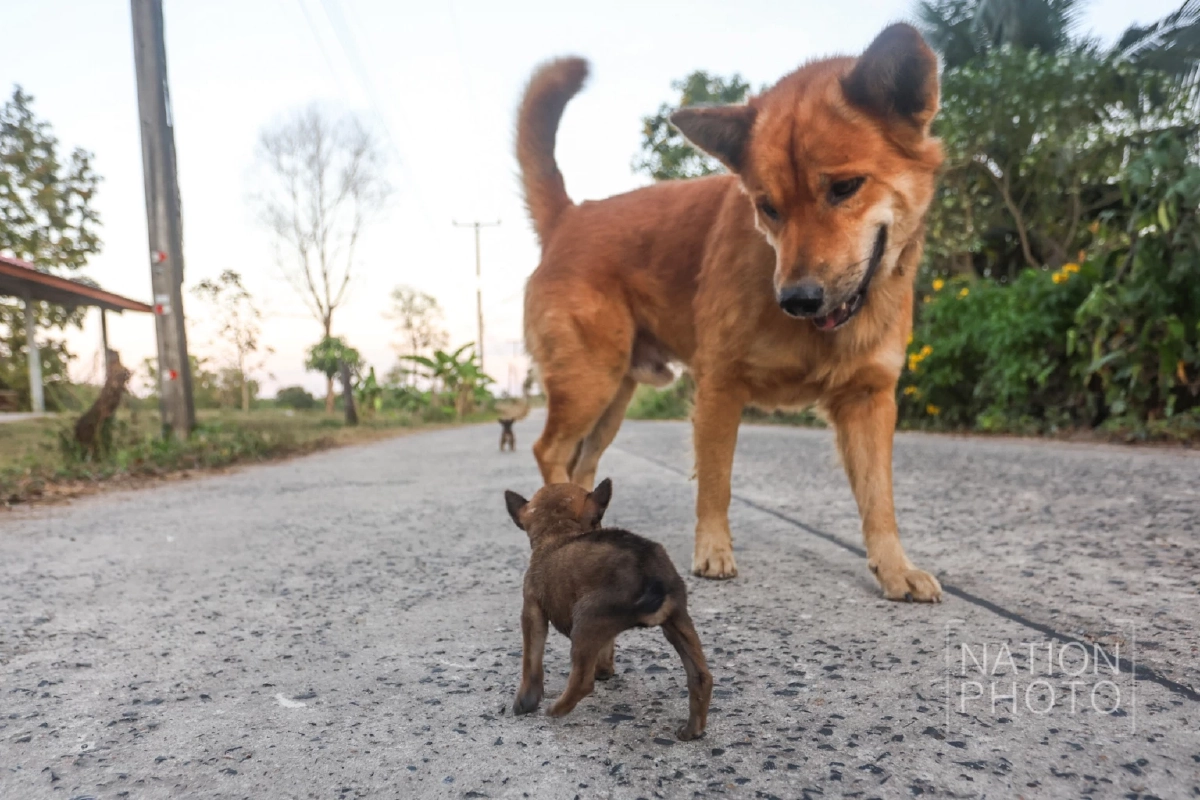 ภาพ โสภน สุเสนา (Sopon Susena)