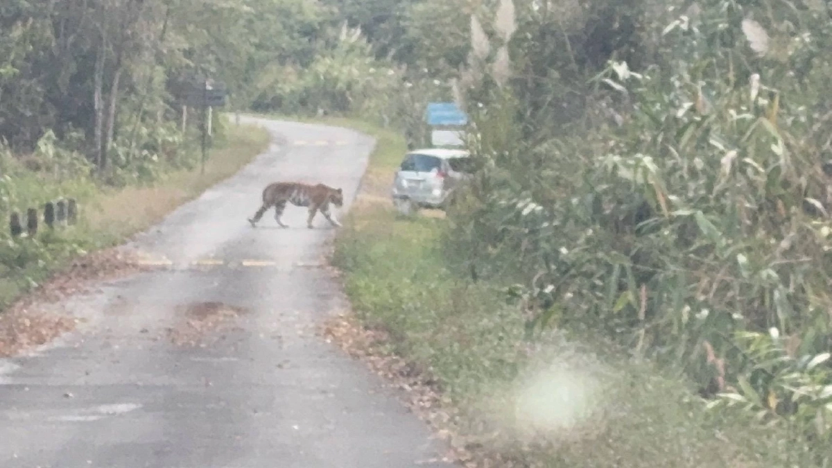เสือโคร่งวัยรุ่น ปรากฏตัวผารักษ์สลัดได จ.ปราจีนบุรี 