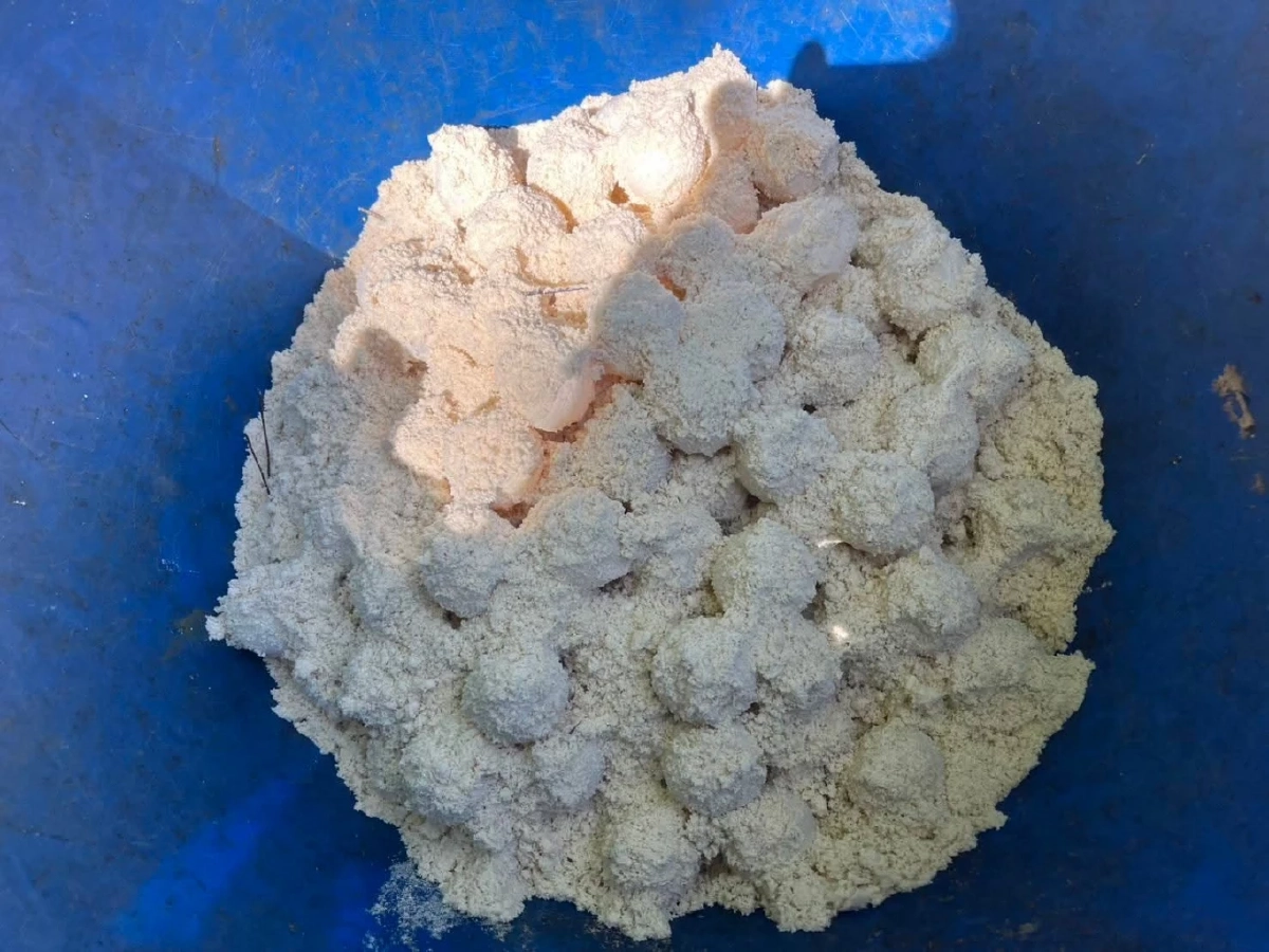 ปาฏิหาริย์ส่งท้ายปี! แม่เต่าตนุวางไข่ 99 ฟอง บนหาดลับเกาะตาชัย