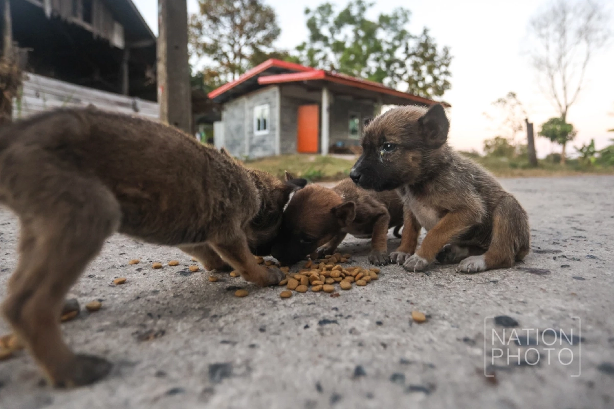 ภาพ โสภน สุเสนา (Sopon Susena)