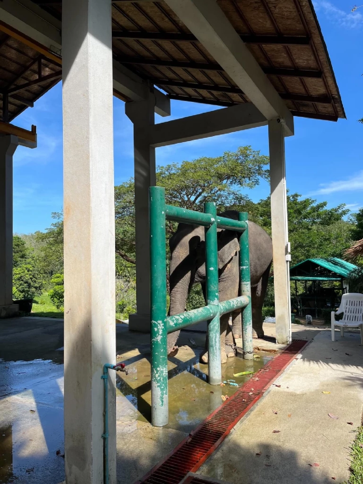 อัปเดตอาการ สีดอภูสิทธิ์ ช้างป่วย ทีมสัตวแพทย์ดูแลใกล้ชิด