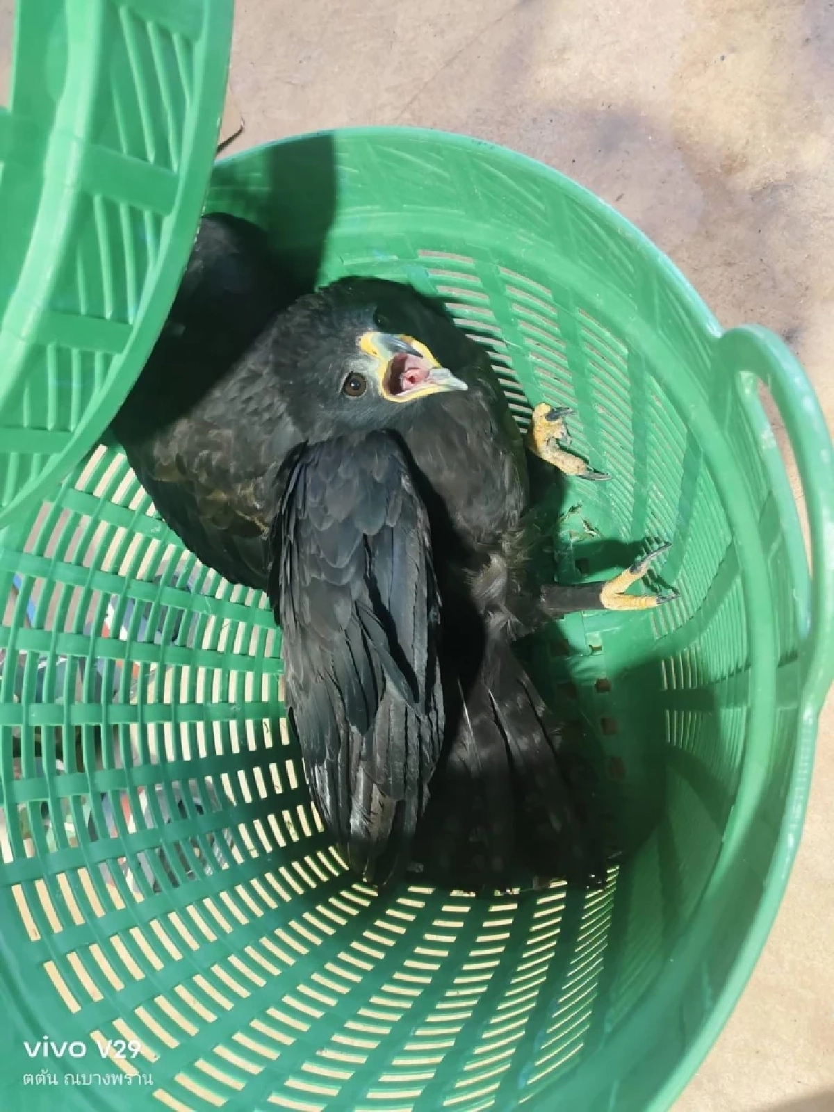 รับมอบ เหยี่ยว บาดเจ็บ ผ่านการแจ้งผ่านสายด่วนพิทักษ์ป่า 1362