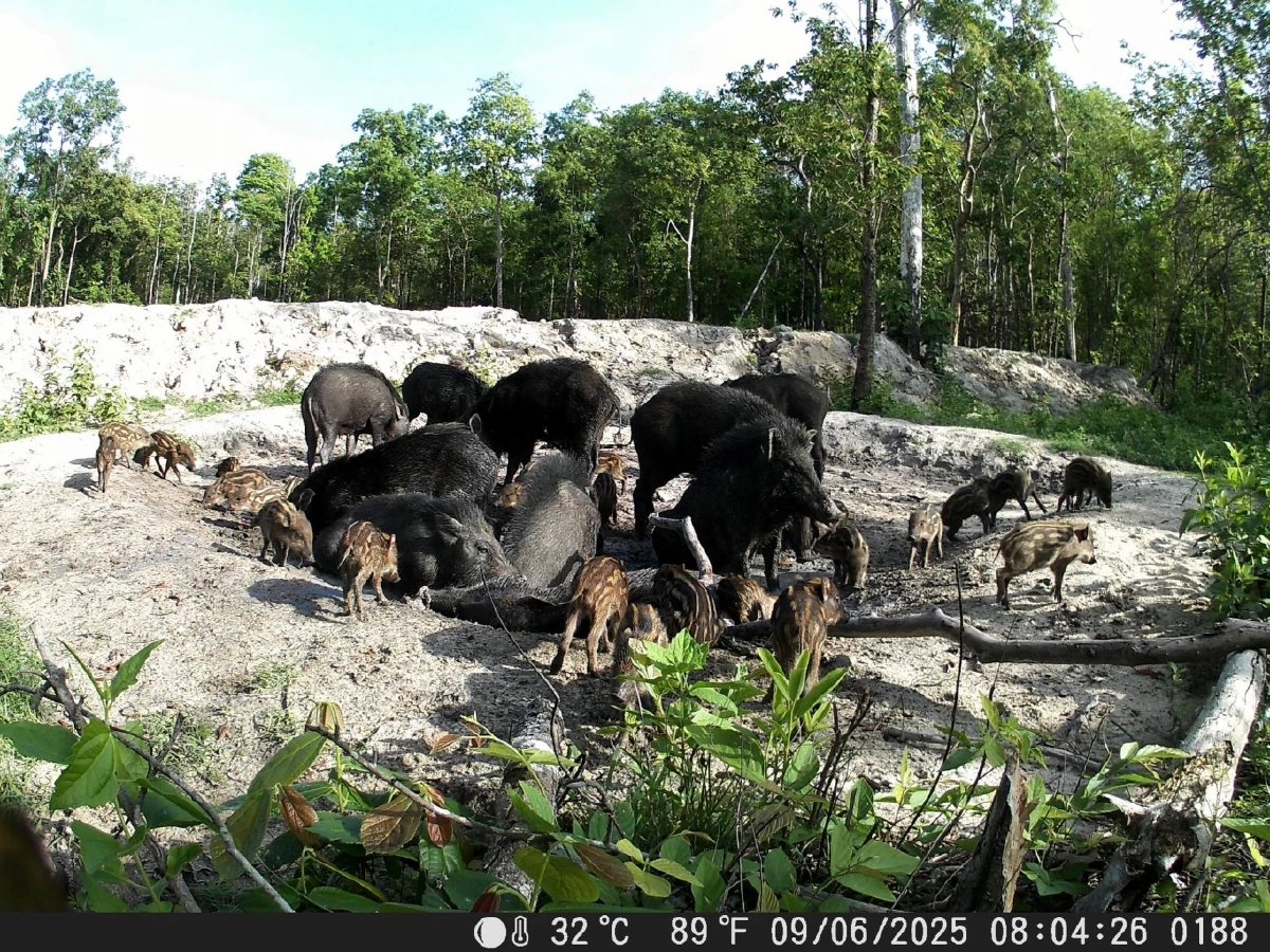 กล้องดักถ่ายเผยภาพสัตว์ป่ารุมใช้ 'ศูนย์อาหาร' หลังป่าคืนชีพ