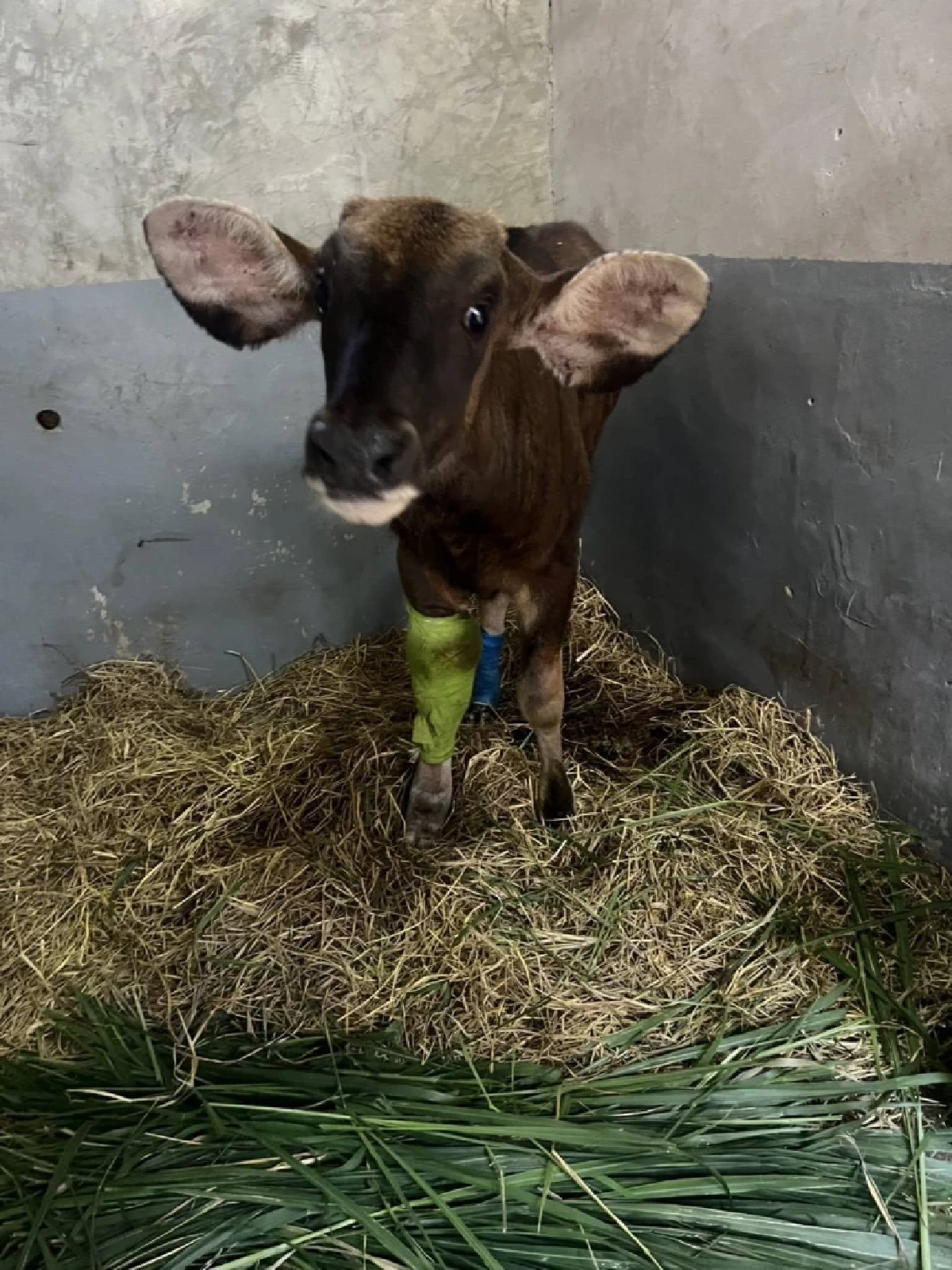 ข่าวดี! ลูกกระทิงติดบ่วงอาการดีขึ้น สบอ.1 ปราจีนบุรี เผยผลรักษา