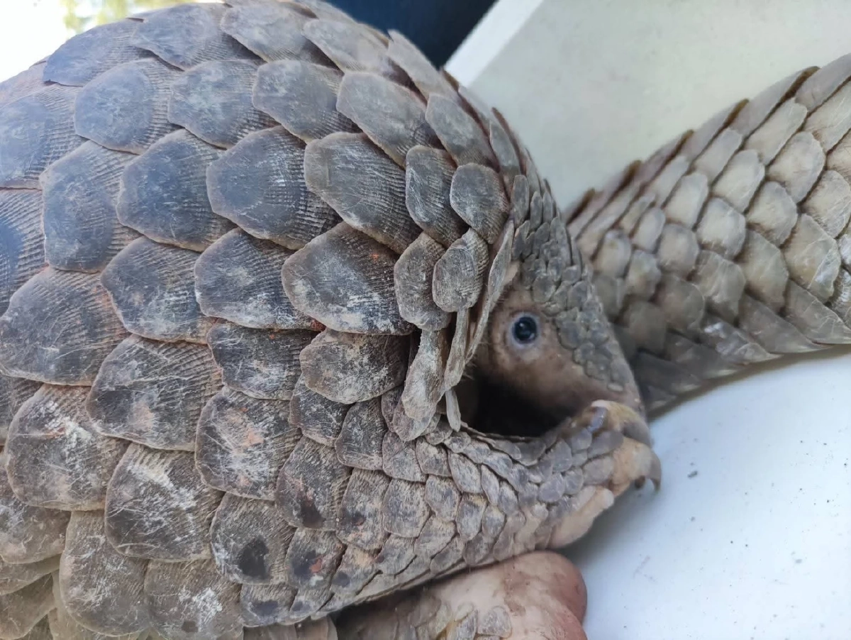 ชาวบ้านวังชิ้นช่วย "ตัวลิ่น" ยักษ์ 7.5 กก. รอดคมเขี้ยวสุนัข ส่งคืนป่าเวียงโกศัย