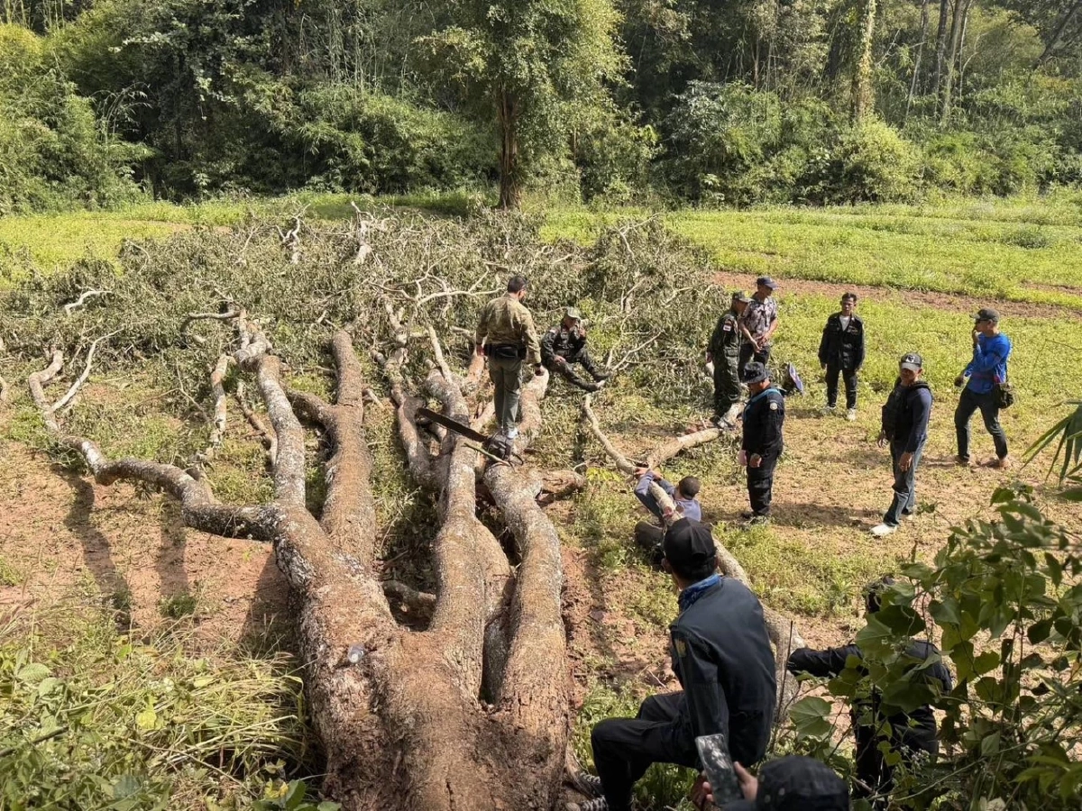 บูรณาการรวบมอดไม้! ฉก.ทพ.2102 จับผู้ลักลอบตัดประดู่กลางป่าสงวน