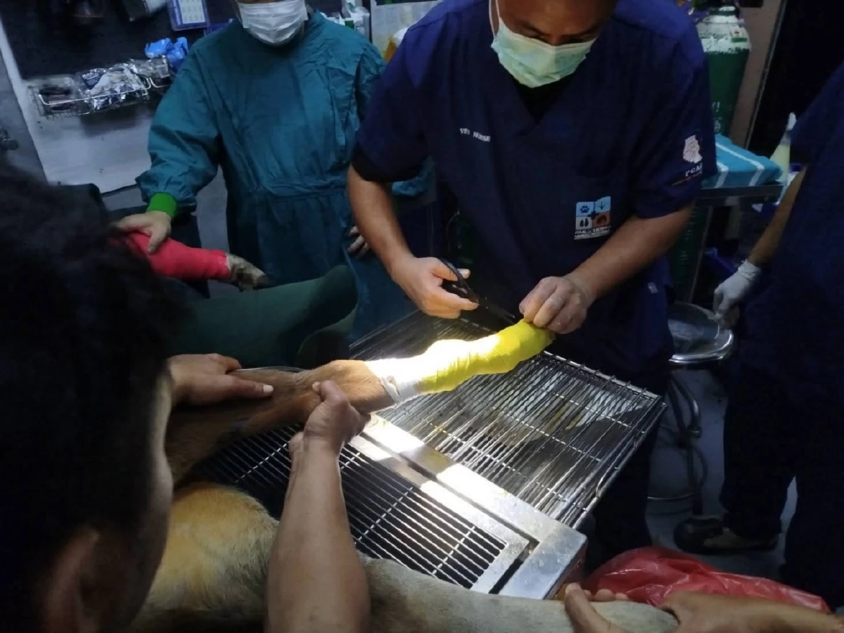 บ่วงสลิงมรณะรัดลูกกระทิงเขาใหญ่ ขาเจ็บหนักถึงกระดูก ทีมแพทย์เร่งช่วย