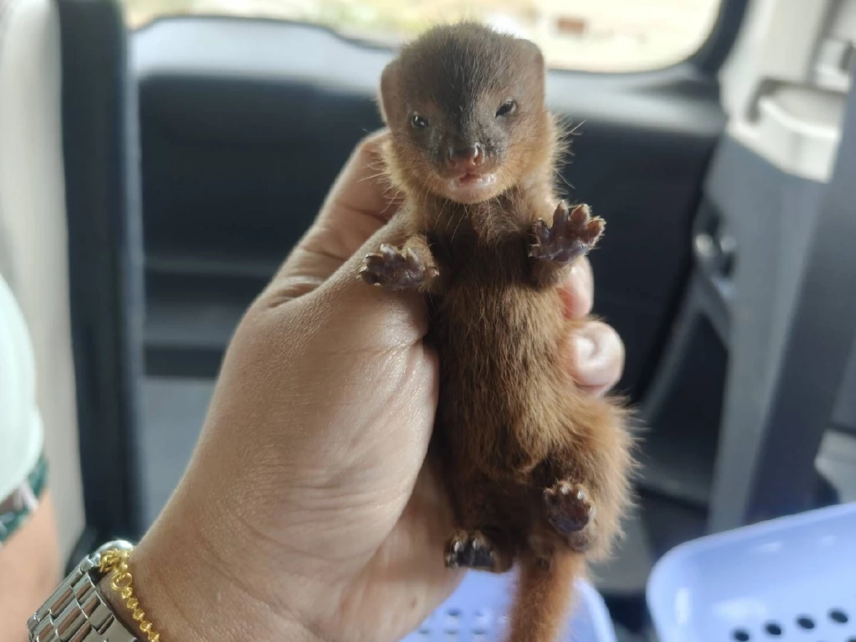 เจ้าหน้าที่อนุรักษ์อุบลฯ รับมอบ ลูกพังพอนพลัดหลง อาการอ่อนแรง