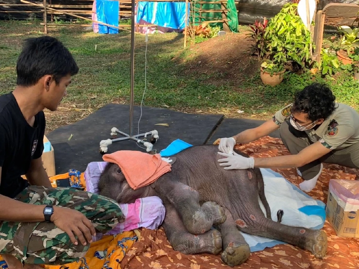 อัปเดตอาการลูกช้าง พังข้าวต้ม ล่าสุดสุขภาพดีขึ้น แต่ทีมแพทย์ยังเฝ้าระวัง